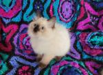 Oopa Loopa's Seal Point Boy - Ragdoll Kitten For Sale - New York, NY, US