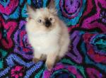 Olive's Seal Point Boy - Ragdoll Kitten For Sale - 