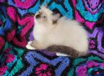 Olive's Seal mitted girl - Ragdoll Kitten For Sale - New York, NY, US