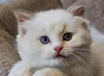 Chocolate bicolor - Ragdoll Kitten For Sale - Farmville, VA, US