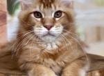 Conor - Maine Coon Kitten For Sale - Gurnee, IL, US