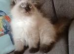 Cfa seal point - Himalayan Kitten For Sale - Norwalk, OH, US