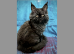 Lamborghini - Maine Coon Kitten For Sale - 