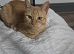 Cheetara - Domestic Cat For Adoption - Chicago, IL, US