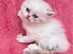 October babies - Munchkin Kitten For Sale - 