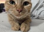 Cheetara - Domestic Cat For Adoption - Chicago, IL, US