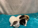 Genetically chocolate  red and calico boys and gir - Minuet Kitten For Sale - 