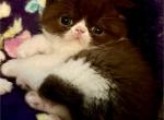 Chocolate boys and girls one black and white boy - Exotic Kitten For Sale - Milford, OH, US