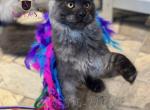 Zorina Star Black Smoke - Maine Coon Kitten For Sale - 