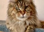 Litter F - Maine Coon Kitten For Sale - 