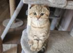 Gizmo - Scottish Fold Kitten For Sale - 