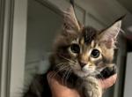 Ice and Indigo - Maine Coon Kitten For Sale - 