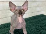 Martin - Sphynx Kitten For Sale - Brooklyn, NY, US