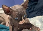 Keanu - Sphynx Kitten For Sale - Brooklyn, NY, US