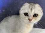 Riley Scottish Fold Silver Shaded Girl - Scottish Fold Kitten For Sale - Odessa, FL, US