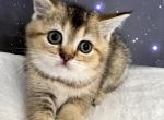 Una Scottish Fold Golden girl - Scottish Fold Kitten For Sale - Odessa, FL, US