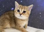 Umi Scottish Fold Golden Ticked Girl - Scottish Straight Kitten For Sale - 