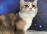 Poppy Scottish Fold Dilute Tortie Girl - Scottish Fold Kitten For Sale - 