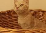 Sweet  Fawn Tabby - Domestic Kitten For Adoption - Dunn, NC, US