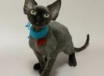 Leon - Devon Rex Kitten For Sale - Norwalk, CT, US