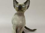 Misha - Devon Rex Kitten For Sale - Norwalk, CT, US