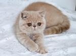 Leo - Exotic Kitten For Sale - Boiling Springs, PA, US