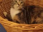 Calico - Domestic Kitten For Adoption - Dunn, NC, US