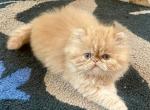 Buttercup - Persian Kitten For Sale - 