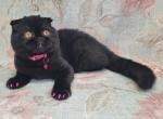 Luna & Raven & Shadow - Scottish Fold Kitten For Sale - 