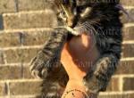 Evee litter - Maine Coon Kitten For Sale - Fate, TX, US