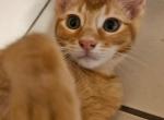 Jerry Francis - Domestic Kitten For Adoption - Miami, FL, US