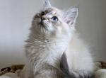 Remy - Siberian Kitten For Sale - Winchester, VA, US