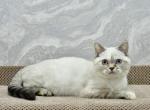 Deizi1 - Scottish Straight Kitten For Sale - Los Angeles, CA, US