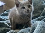 Ellie - Russian Blue Kitten For Sale - 