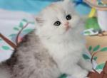 Priscilla - Persian Kitten For Sale - East Stroudsburg, PA, US