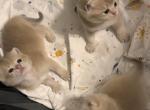 Kittens for reservation - British Shorthair Kitten For Sale - 