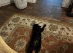 Miss Kitty - Bombay Cat For Adoption - Wichita Falls, TX, US