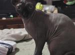 Raven Cleos Kittens - Sphynx Kitten For Sale - Providence, RI, US