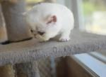 Persian Male White Kitten - Persian Kitten For Sale - Brooklyn, NY, US