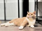 Vita - British Shorthair Cat For Adoption - 