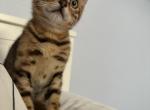 Vasilisa - Bengal Kitten For Sale - 