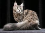 Yantarina - Maine Coon Kitten For Sale - Houston, TX, US