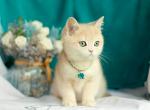 Freddy - British Shorthair Kitten For Sale - Houston, TX, US