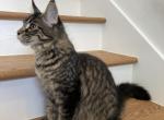 Spring - Maine Coon Kitten For Sale - CO, US