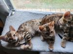 Litter of 3 - Bengal Kitten For Sale - Waynesboro, PA, US