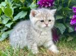 Chloe - British Shorthair Kitten For Sale - New Park, PA, US