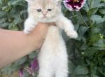 Callie - British Shorthair Kitten For Sale - New Park, PA, US