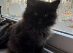 Smoke Ragamuffin - Ragamuffin Kitten For Sale - Minneapolis, MN, US