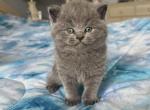 Grayson - British Shorthair Kitten For Sale - 