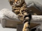 Timmy - Maine Coon Kitten For Sale - Sacramento, CA, US